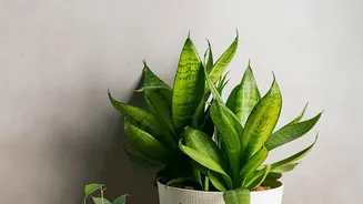 Plants to fight Delhi-NCR winter pollution