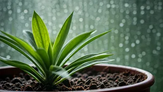 How To Stop Indoor Plants From Rotting This Monsoon