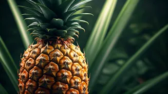 Queen Pineapple Is The Tropical Treat To Save