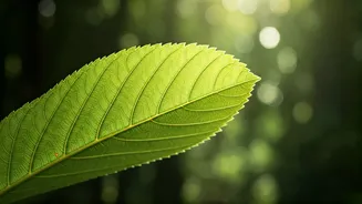 IISc and Caltech Solve Photosynthesis Mystery