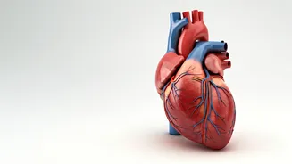 Heart Health: Risks, Prevention, and Lifestyle Choices