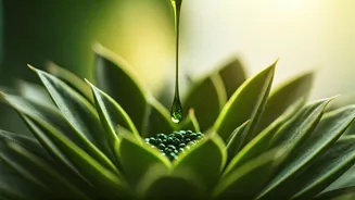 This 1 Liquified Seaweed Trick Keeps Indoor Plants Lush All-Summer