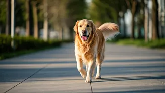 City Walks Feel Better With Dogs Included