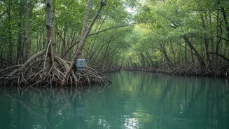 How Telemetry Sensors Help Scientists Understand Tidal Dynamics In Sundarbans Mangrove Swamps