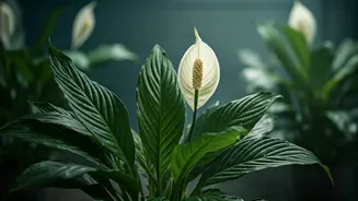 Ambient Peace Lilies Combat Stuffy Closed-Window Room Dampness Successfully