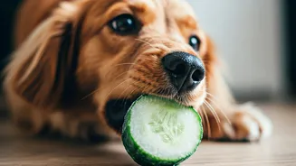 Creative Dog Owners Use Frozen Cucumber Mixes For Anxiety
