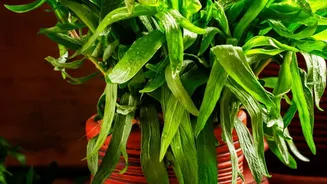 Urban Gardening Is Getting Simpler As Indian Home Cooks Grow Familiar Herbs In Pots