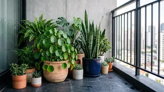Keep Urban Apartment Greenery Healthy Easily With Essential Balcony Plant Care Guidelines Today