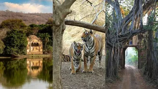 Ranthambore National Park Safari Guide: When To Go, Best Zones For Tiger Spotting And Where To Stay