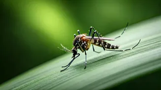Mosquitoes: Essential Pests or Ecological Puzzles? Unraveling Their Role