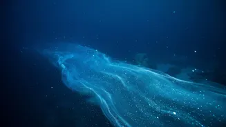 How Slow Ocean Currents Help Move Heat And Nutrients