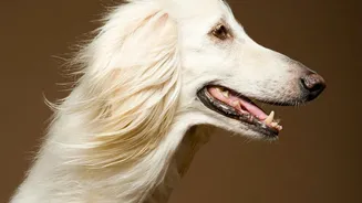 Pet Wellness Is Moving Beyond Appearance As Owners Focus On Teeth, Gums And Hidden Dental Disease