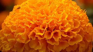 October Garden Checklist Grow Blooming Marigolds Chrysanthemums And Organic Winter Spinach At Home