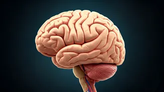 Stroke's Impact: How It Affects Your Body