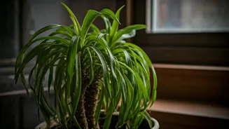 Low Light Makes Plants Grow Slower Now