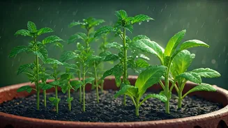 Beginner-Friendly Gardening Is Perfect For Monsoon Season