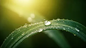 Niacinamide Serums Are Curbing Excess Oil In Hot Humidity