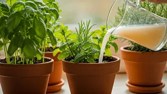 Supercharge Your Kitchen Garden Herbs Brewing Quick Starch Compost