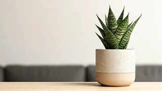 Give Low Maintenance Snake Plants As The Perfect Renter Housewarming Gift