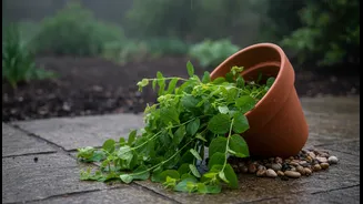 Simple Pot Placement Tricks Can Reduce Waterlogging During Heavy Showers