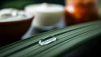 Natural Probiotics Are Back For Rainy-Season Health