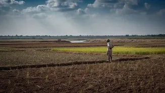 मानसून की बेरुखी से खेत सूखे: 6 प्रतिशत खरीफ बुवाई घटी, दालों का बुरा हाल