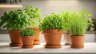 Kitchen Counters Are Becoming India’s Mini Plant Corners