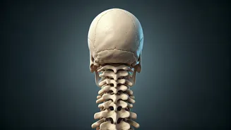 Cervical Spondylosis: Uncovering Early Signs, Root Causes, and the Urgency of Treatment