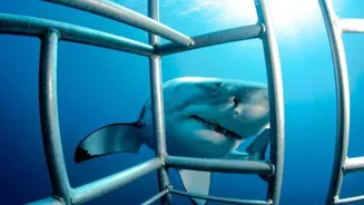 Where to go for shark cage diving