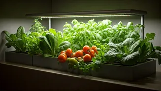Home Crops Are Getting Practical And Fun
