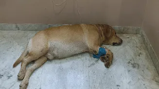 From 5% survival odds to full recovery: How ChatGPT allegedly saved dog’s life