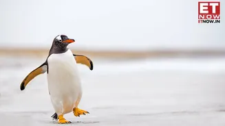 Why a Penguin’s ‘death march’ has taken over the internet — Explained