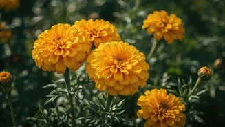 How to grow marigolds at home