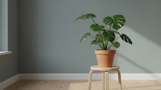 Plan For New Houseplant Quarantine Around Leaf Checks And A Separate Start