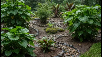 Healthy Monsoon Gardens Use Spacing, Drainage And Selective Shelter