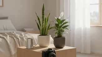 How to avoid overwatering low-maintenance indoor plants like Snake Plants and Peace Lilies in bedrooms