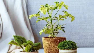 Tackle Rainy Season Apartment Humidity With Five Houseplants And Reusable Clay Dehumidifiers