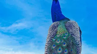 Peacocks Return to UN Geneva Through a Tradition Started in 1981