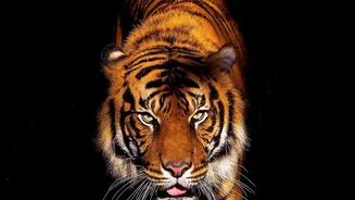 Ranthambore's 40,000-Registration Rush: The Evidence Behind Official Booking Portals