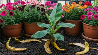 Balcony Gardeners Share Banana Peel Trick Feed Flowering Plants