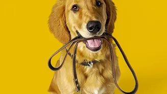 Monsoon Pet Care Starts With Smarter Walking Habits And Better Hygiene