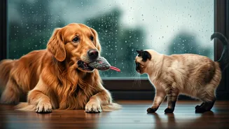 Monsoon Exercise Ideas To Beat Pet Boredom