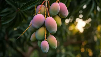 India's Mango Maestro: One Tree, 350+ Varieties, A Legacy of Grafted Sweetness!
