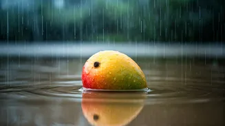 Unseasonal Rain's Impact on India's Mangoes