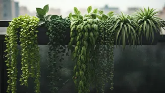 Trailing Plants Are Replacing High-Maintenance Balcony Divas
