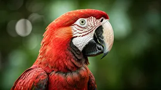 Unveiling the Secrets of Red Animals: A Scientific Exploration