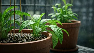 Monsoon Proofing: Smart Tips For Balcony Garden Lovers