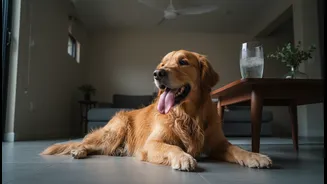 Indoor Pet Overheating in Humid Homes: The Practical Takeaway for Indian Readers