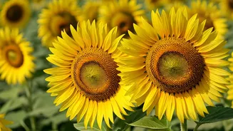 Finding Joy: Simple Ways to Happiness