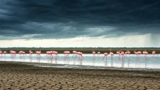 Bhigwan's Flamingo Drought: A Wet Monsoon's Unforeseen Impact